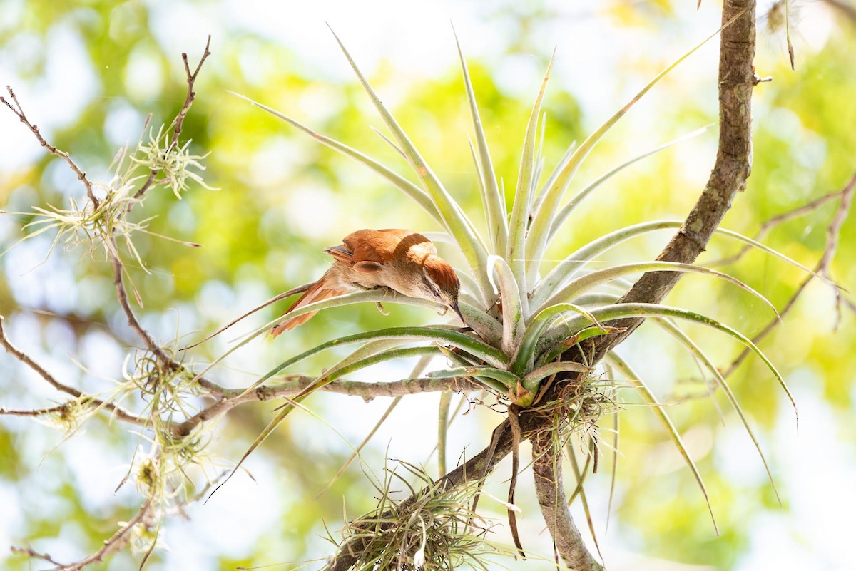 Rusty-backed Spinetail - ML393343511