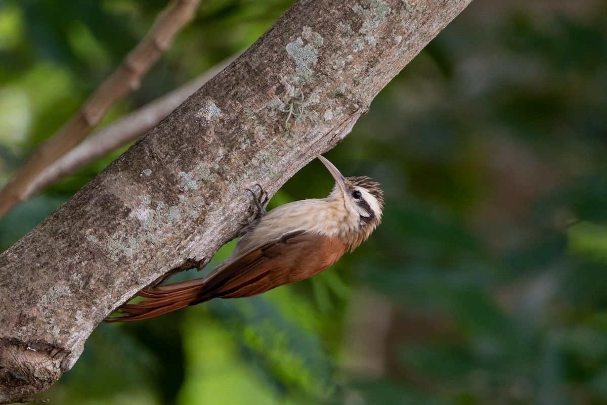 Narrow-billed Woodcreeper - ML393343791