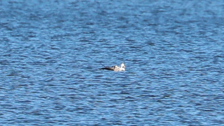 Long-tailed Duck - ML393345201