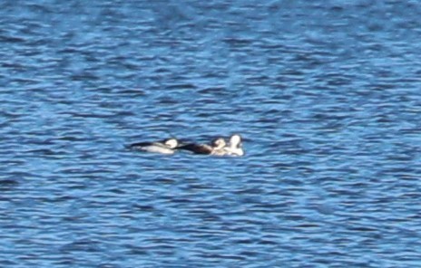 Long-tailed Duck - ML393345211
