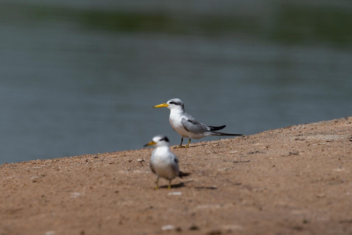 Yellow-billed Tern - ML393346361