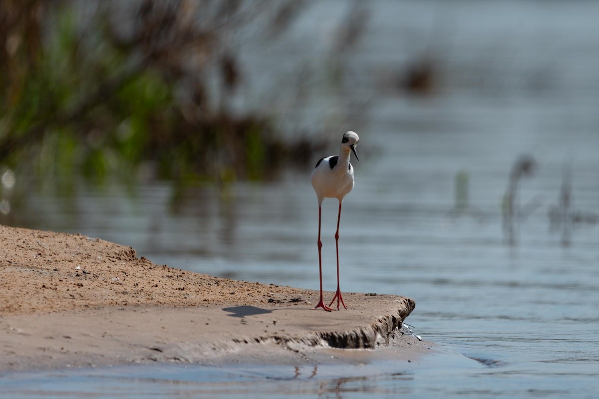 Black-necked Stilt - ML393346921