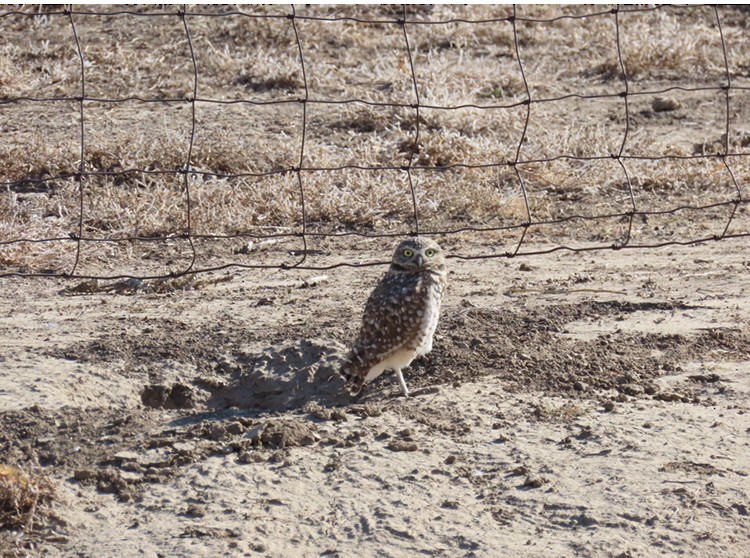 Burrowing Owl - Jeff Calhoun