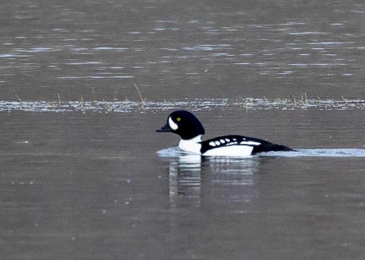 Barrow's Goldeneye - Bob Martinka