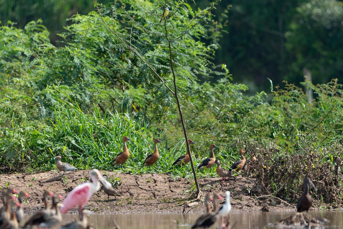 Fulvous Whistling-Duck - ML393348401