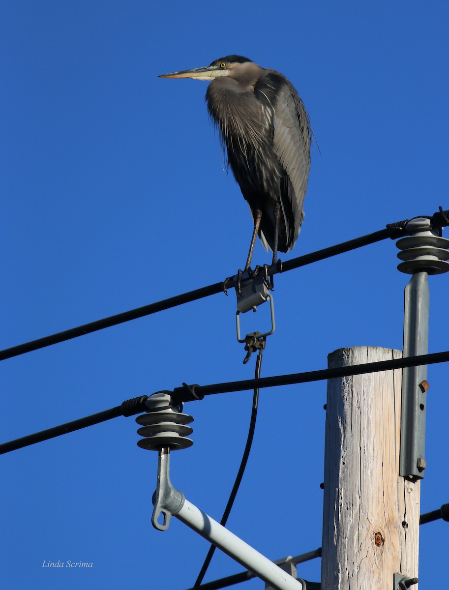 Great Blue Heron - Linda Scrima