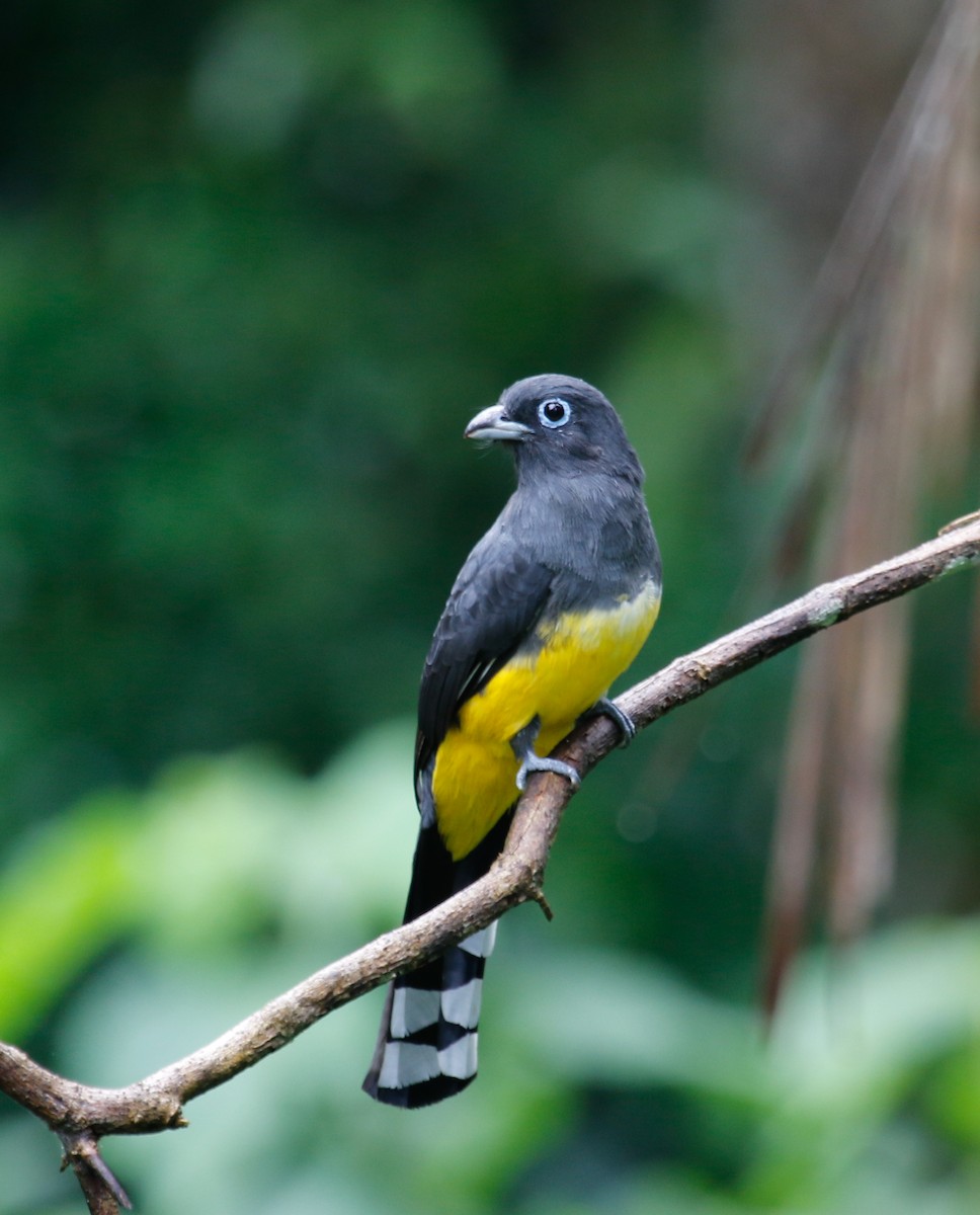 Black-headed Trogon - ML39335131