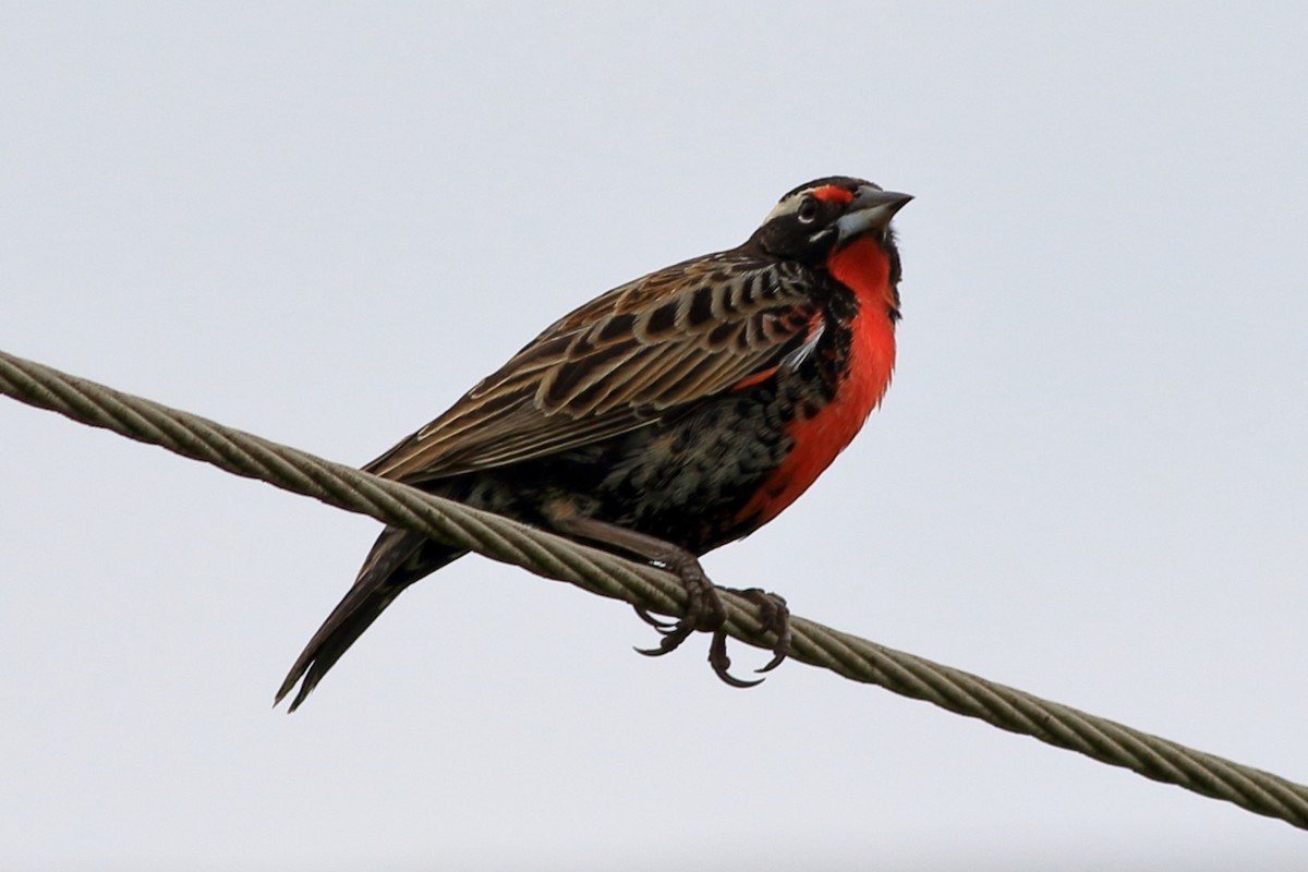 Peruvian Meadowlark - ML393351781