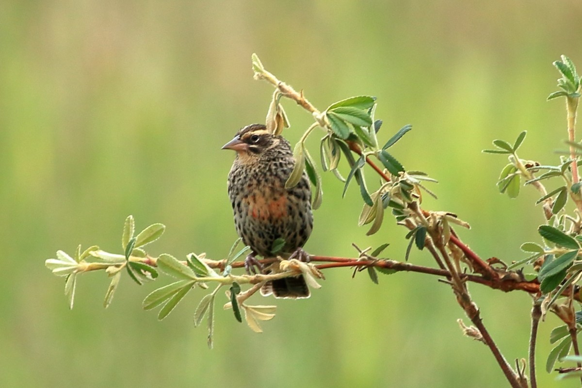 Peruvian Meadowlark - Manfred Bienert