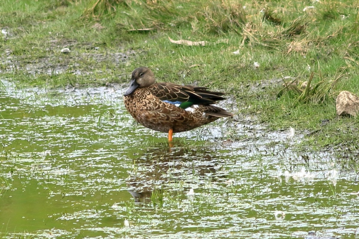 Blue-winged Teal - Manfred Bienert