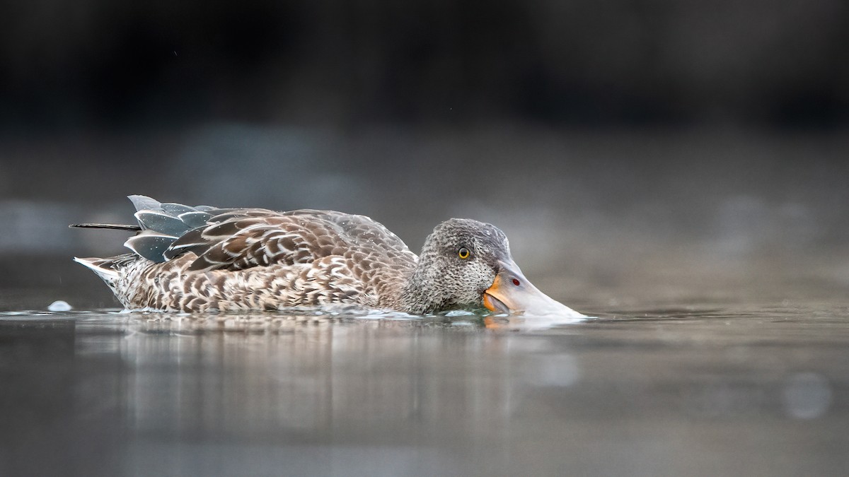 Northern Shoveler - ML393354391