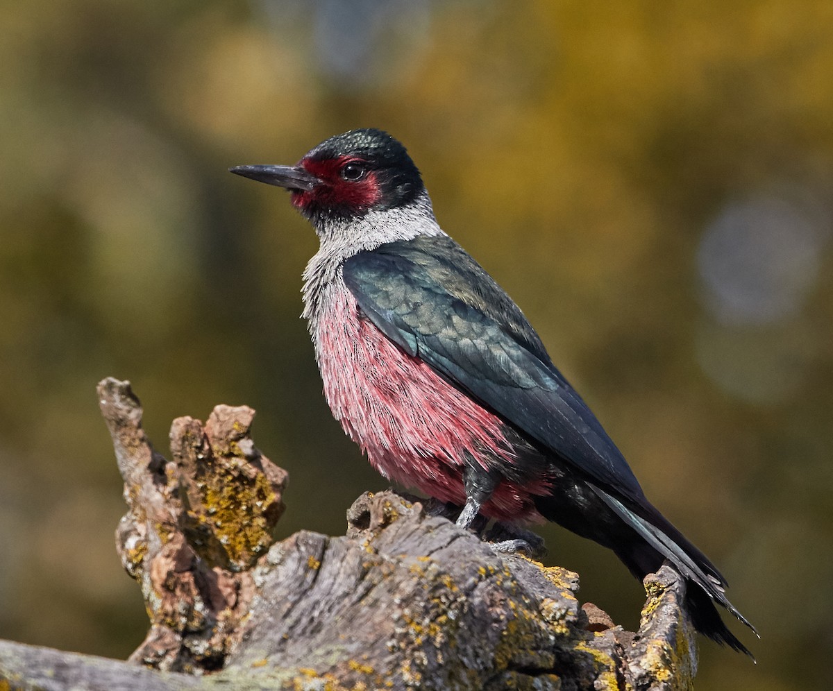 Lewis's Woodpecker - ML39335451