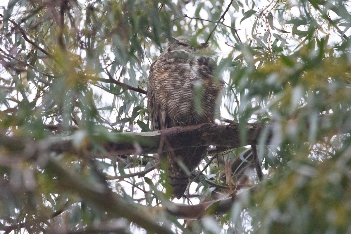 Great Horned Owl - ML393354701