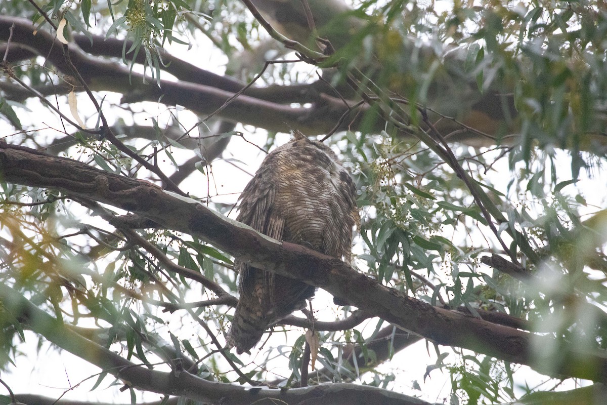 Great Horned Owl - ML393354781