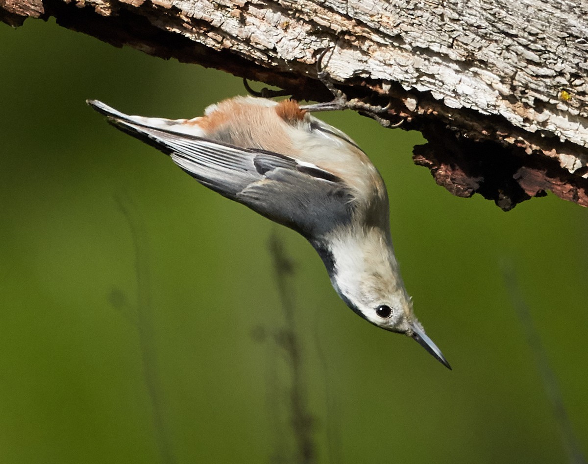 White-breasted Nuthatch (Pacific) - Brooke Miller