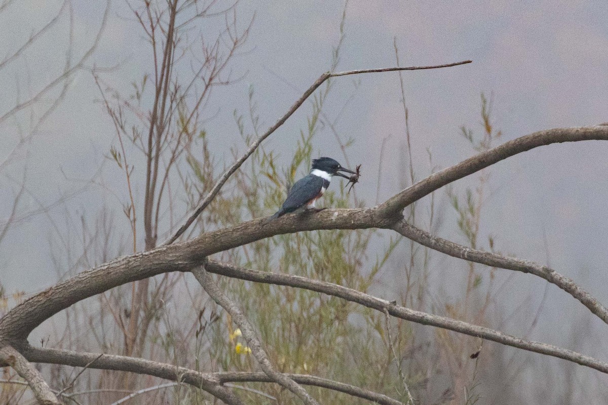 Belted Kingfisher - ML393355011