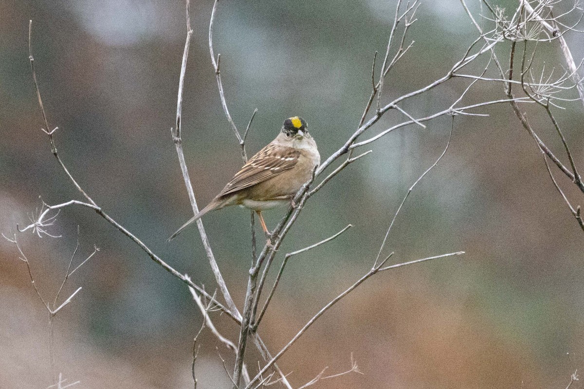 Golden-crowned Sparrow - ML393355201