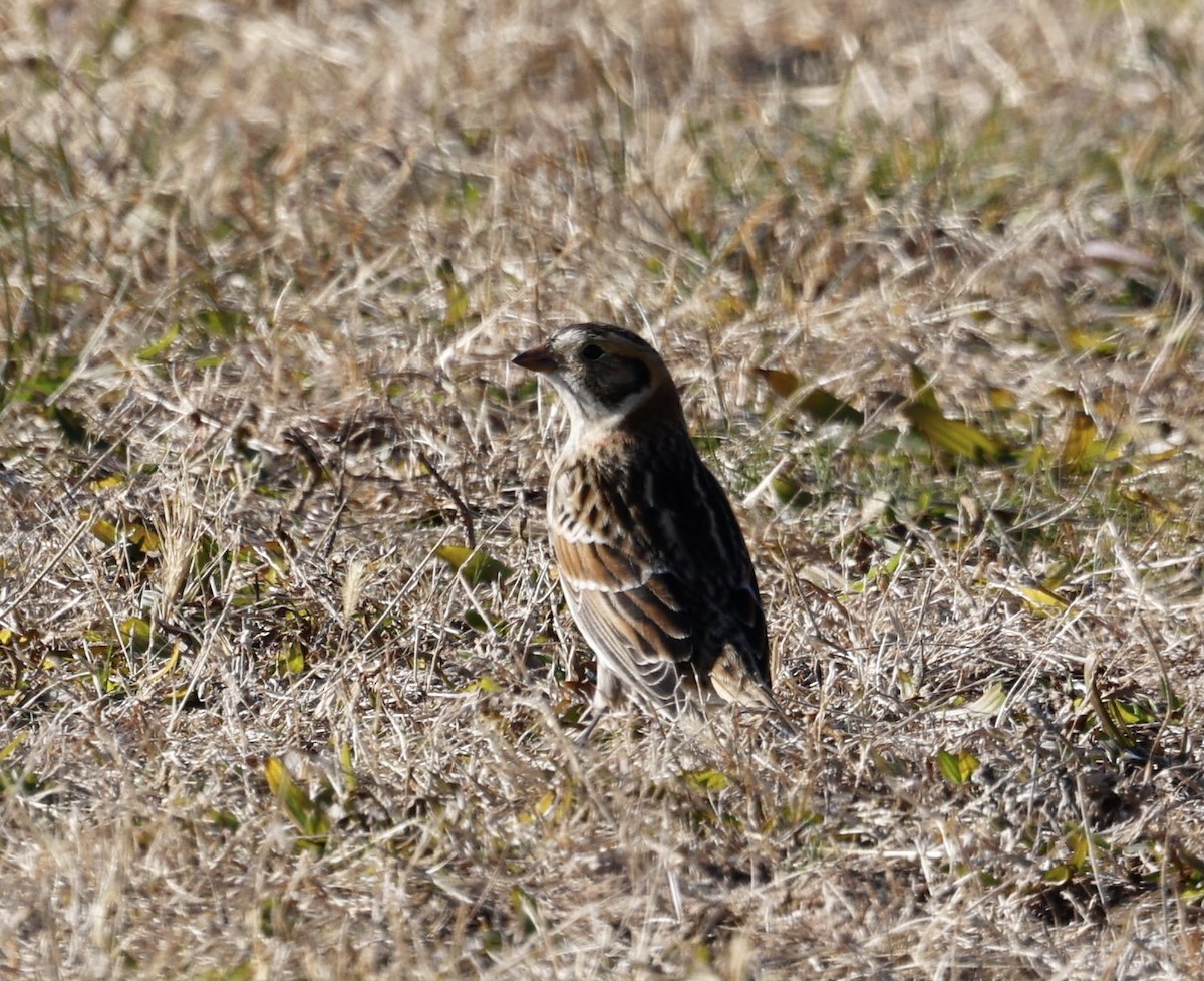 Lapland Longspur - ML393356831