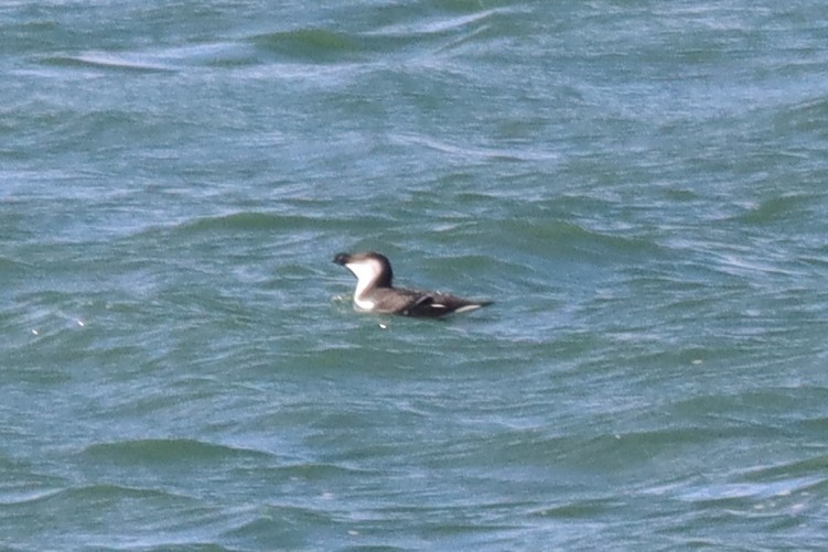 Razorbill - ML393358181