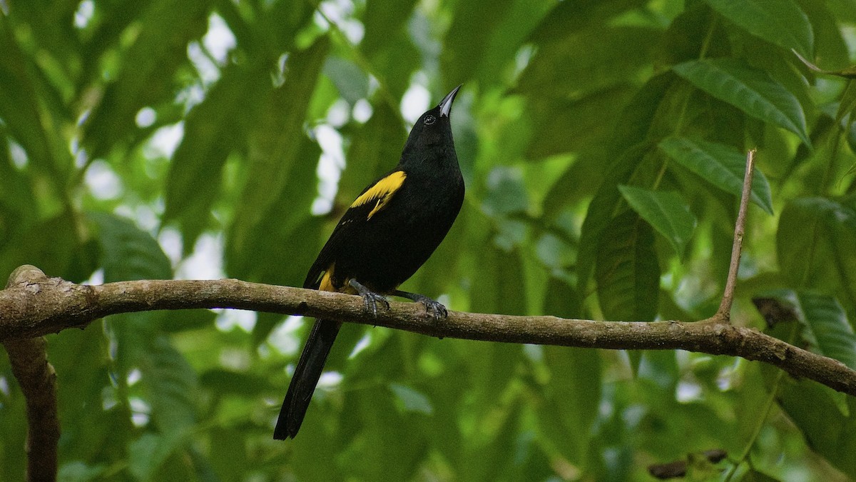 Cuban Oriole - ML393358511