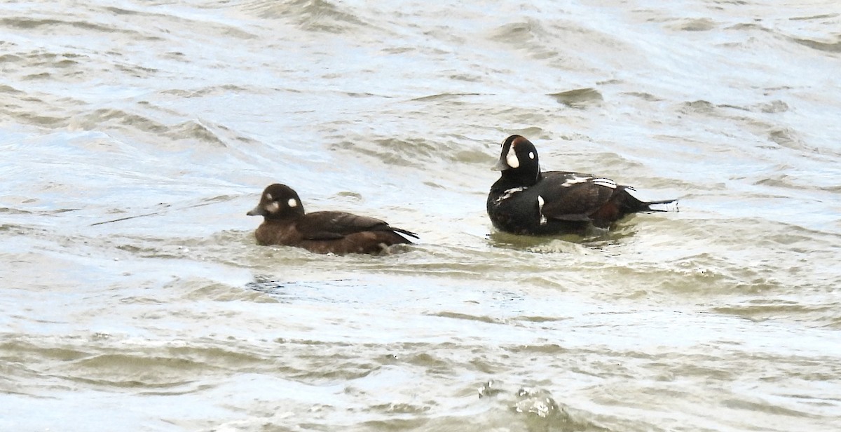 Harlequin Duck - Candy Giles