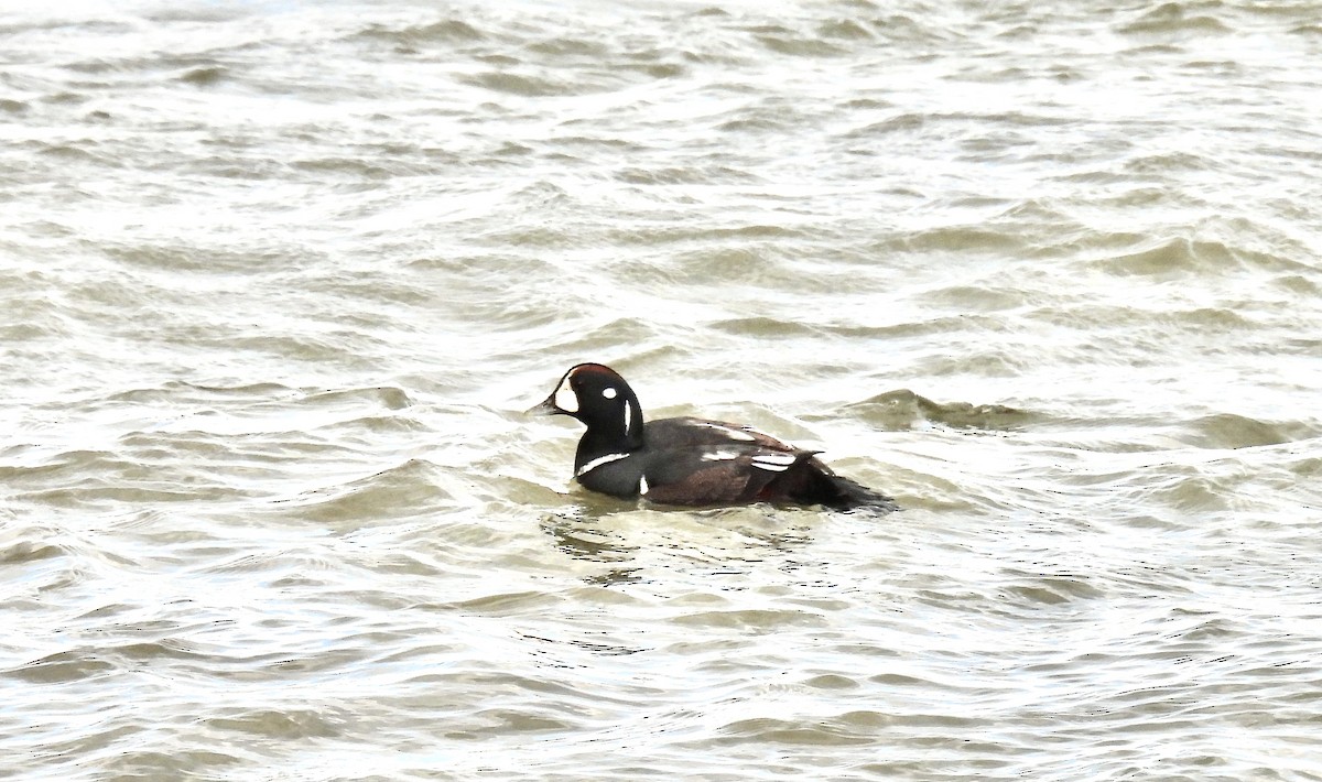 Harlequin Duck - Candy Giles