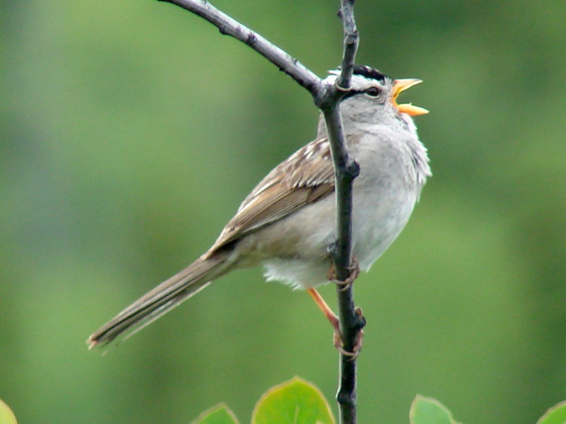 White-crowned Sparrow - ML39335931