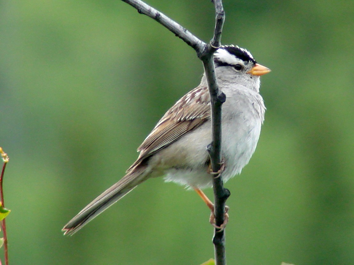 White-crowned Sparrow - ML39335941