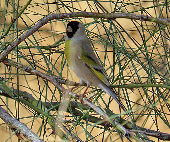 Lawrence's Goldfinch - ML393360131
