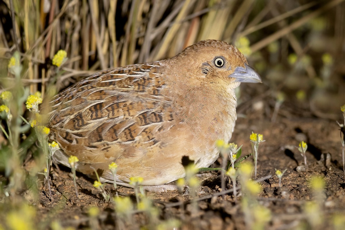 Little Buttonquail - David Irving