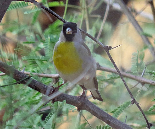 Lawrence's Goldfinch - ML393360171