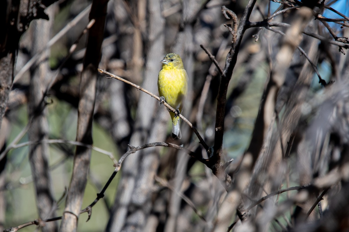 Lesser Goldfinch - ML393362541