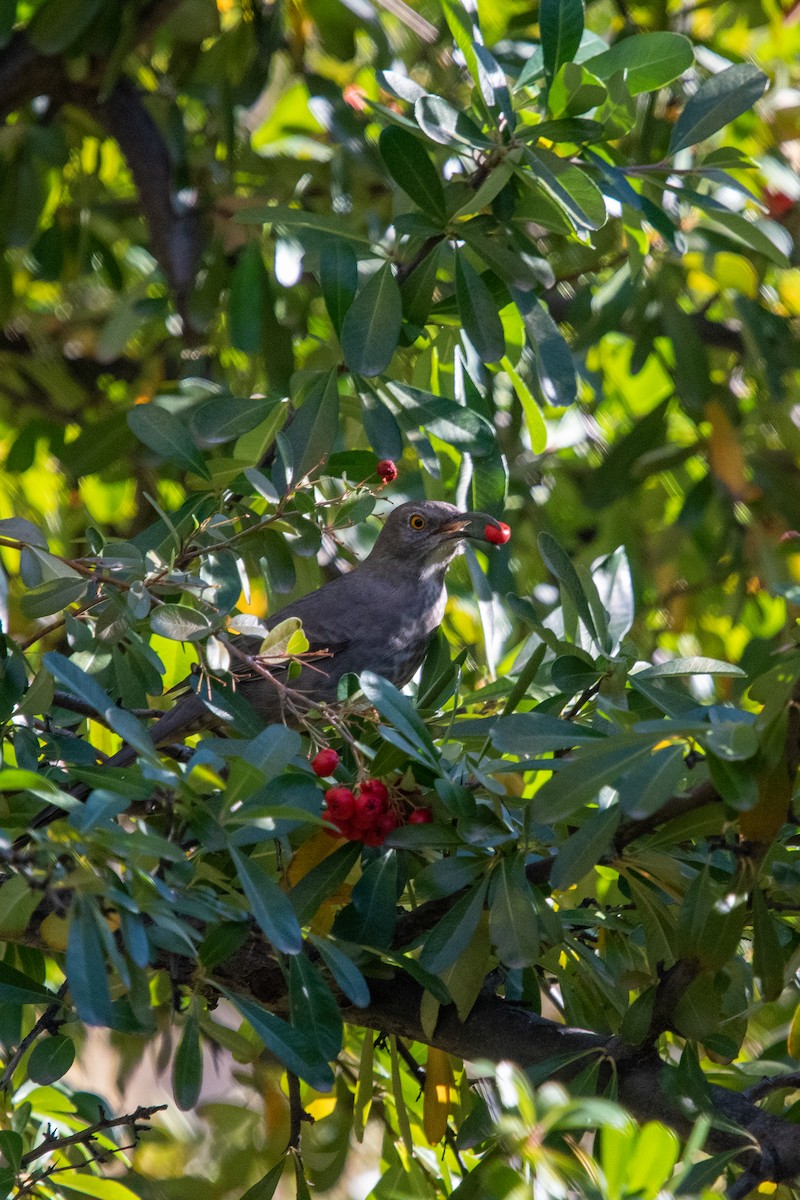 Curve-billed Thrasher - ML393364121