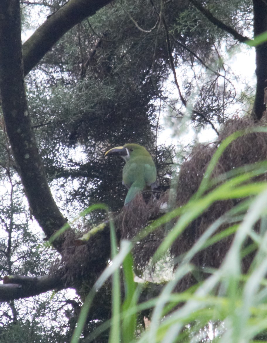 Southern Emerald-Toucanet - ML393364371