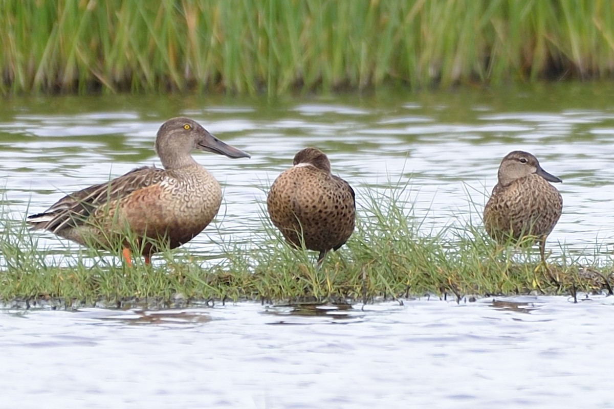 Northern Shoveler - ML39336511