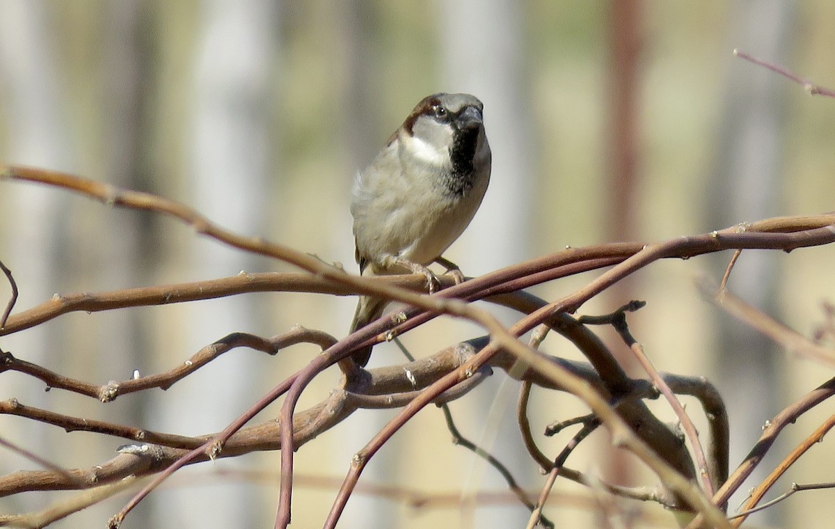 House Sparrow - Don Witter