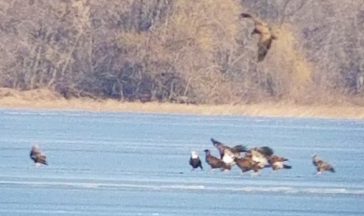 Bald Eagle - ML393366461