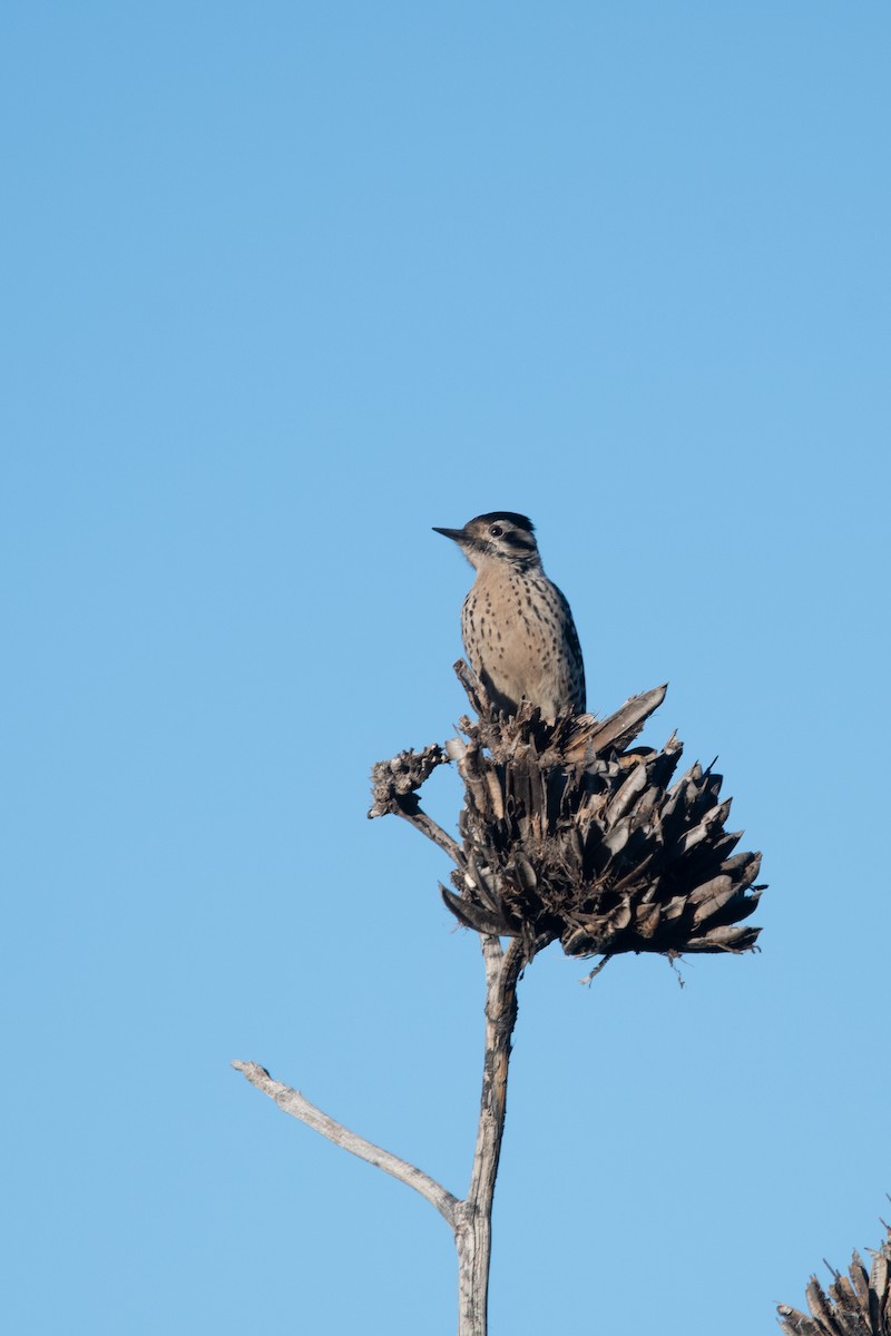 Ladder-backed Woodpecker - ML393368541