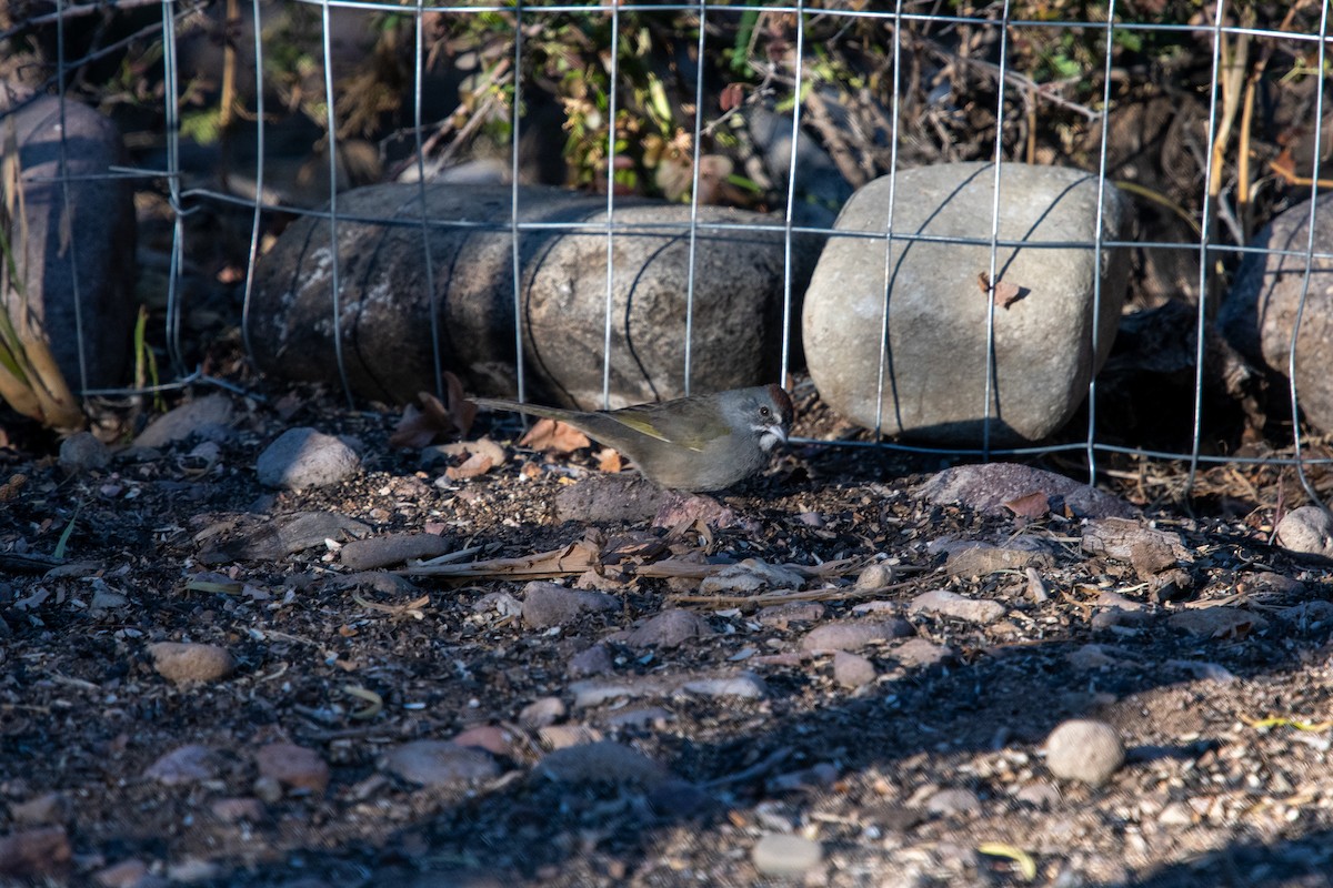 Green-tailed Towhee - ML393368841