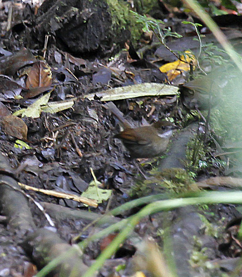 Lesser Ground-Robin - Peter Candido