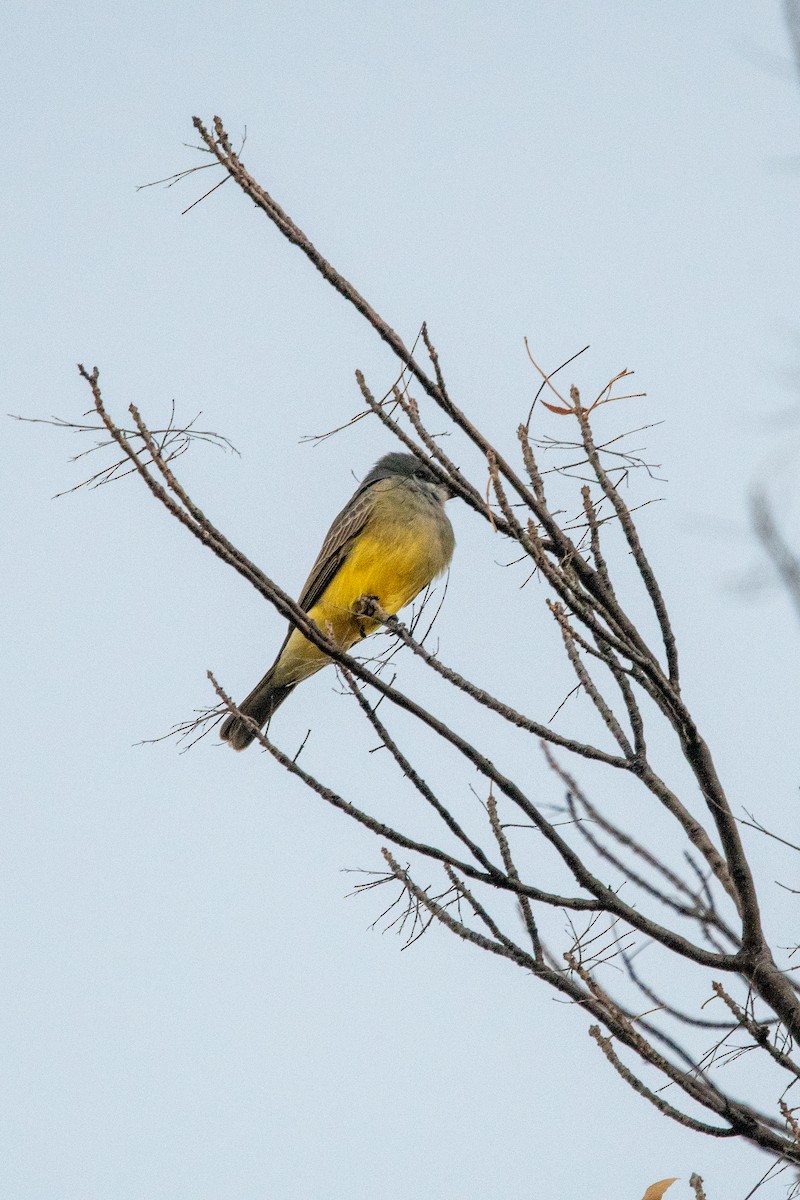 Cassin's Kingbird - ML393370441