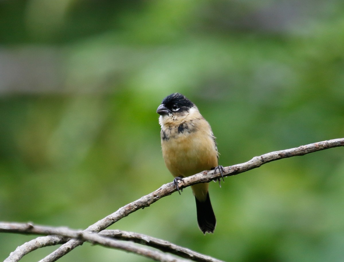 Morelet's Seedeater - Joel Such