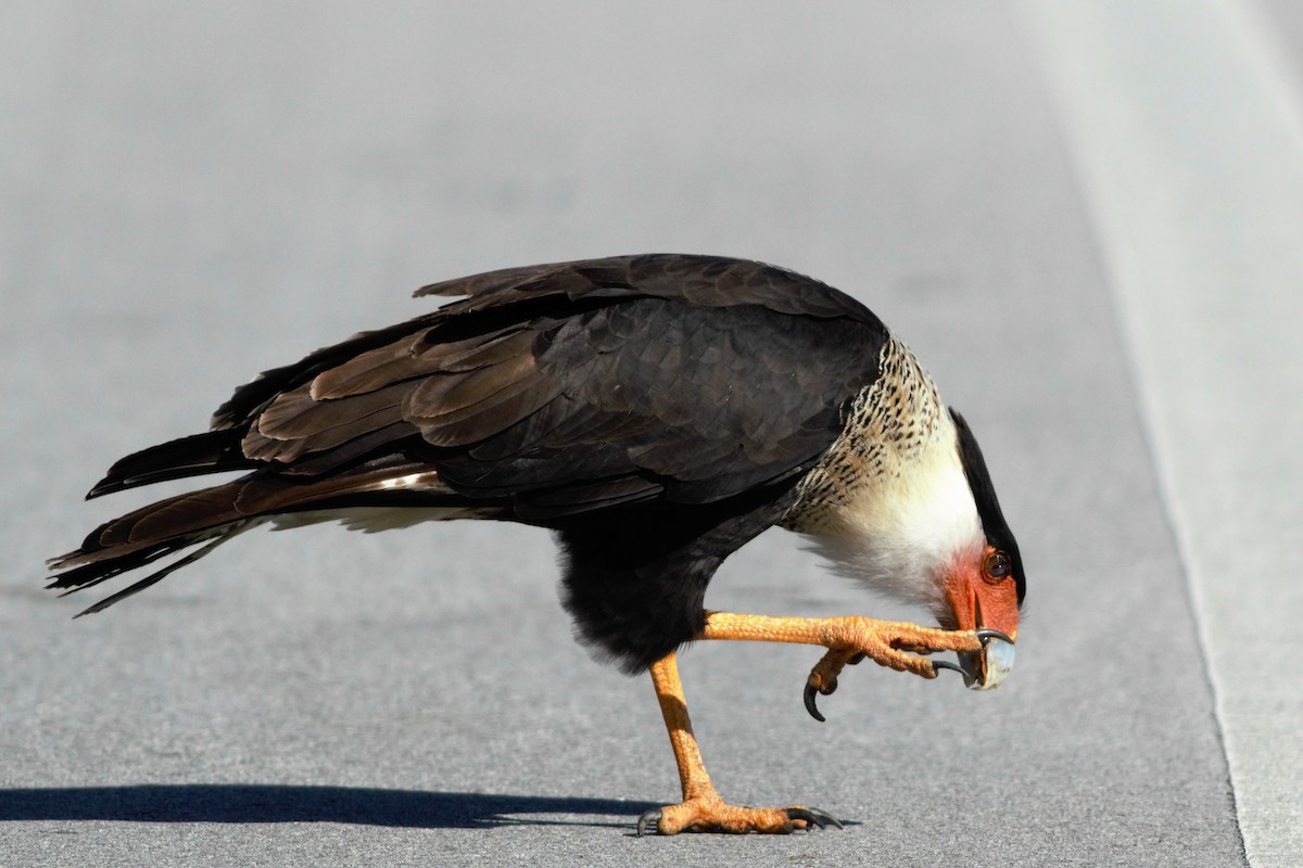 Crested Caracara (Northern) - Manny Castro