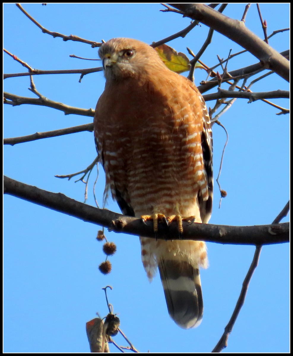 Red-shouldered Hawk - ML393372331