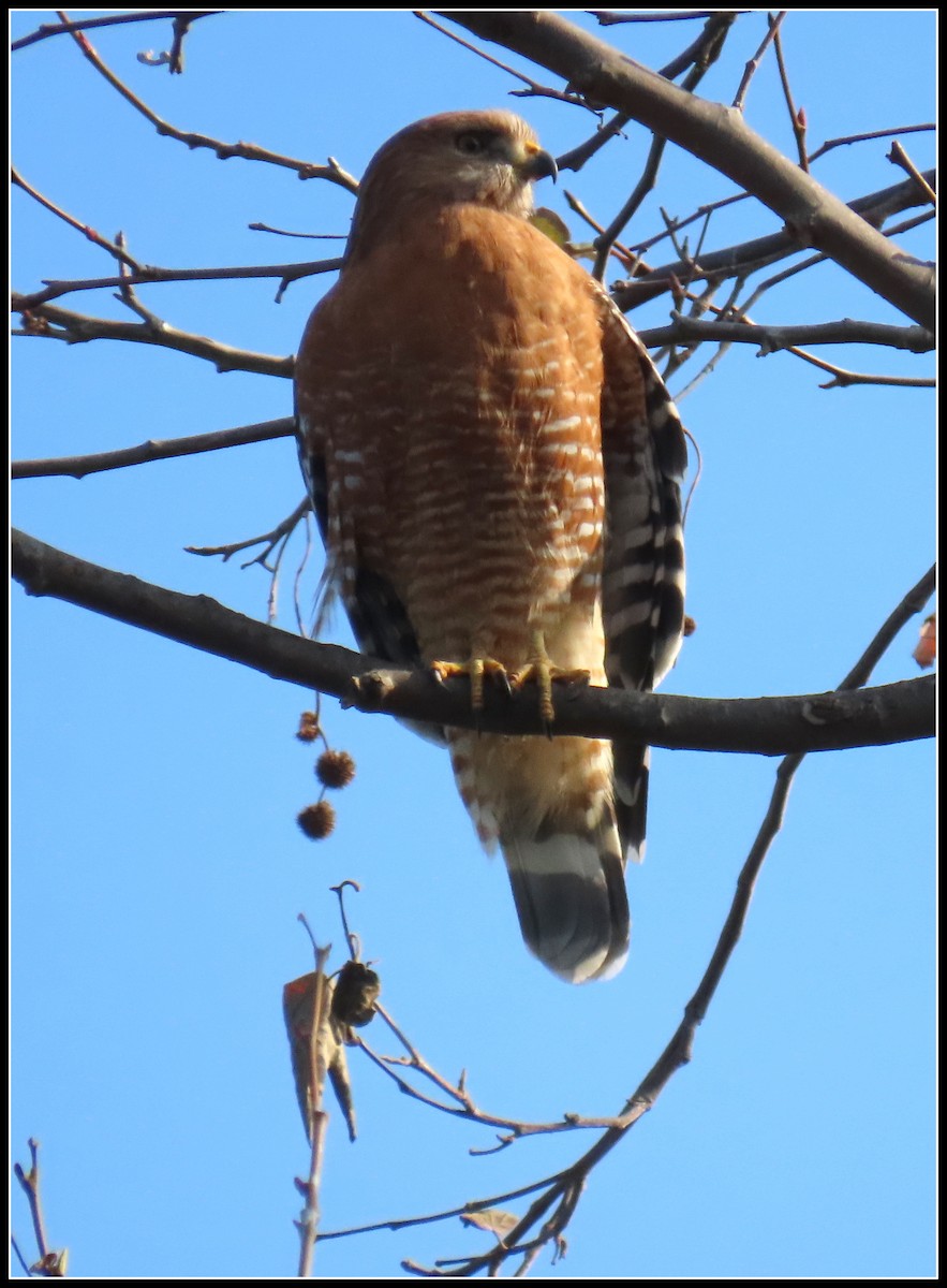 Red-shouldered Hawk - Peter Gordon