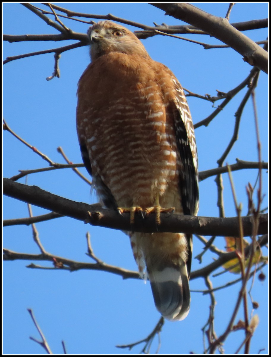 Red-shouldered Hawk - ML393372381