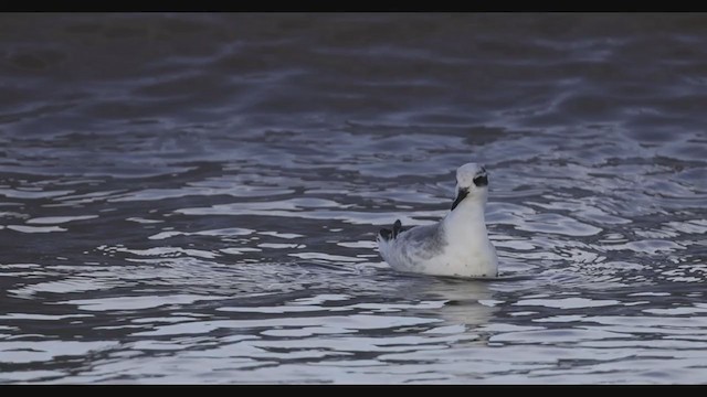 Red Phalarope - ML393372421