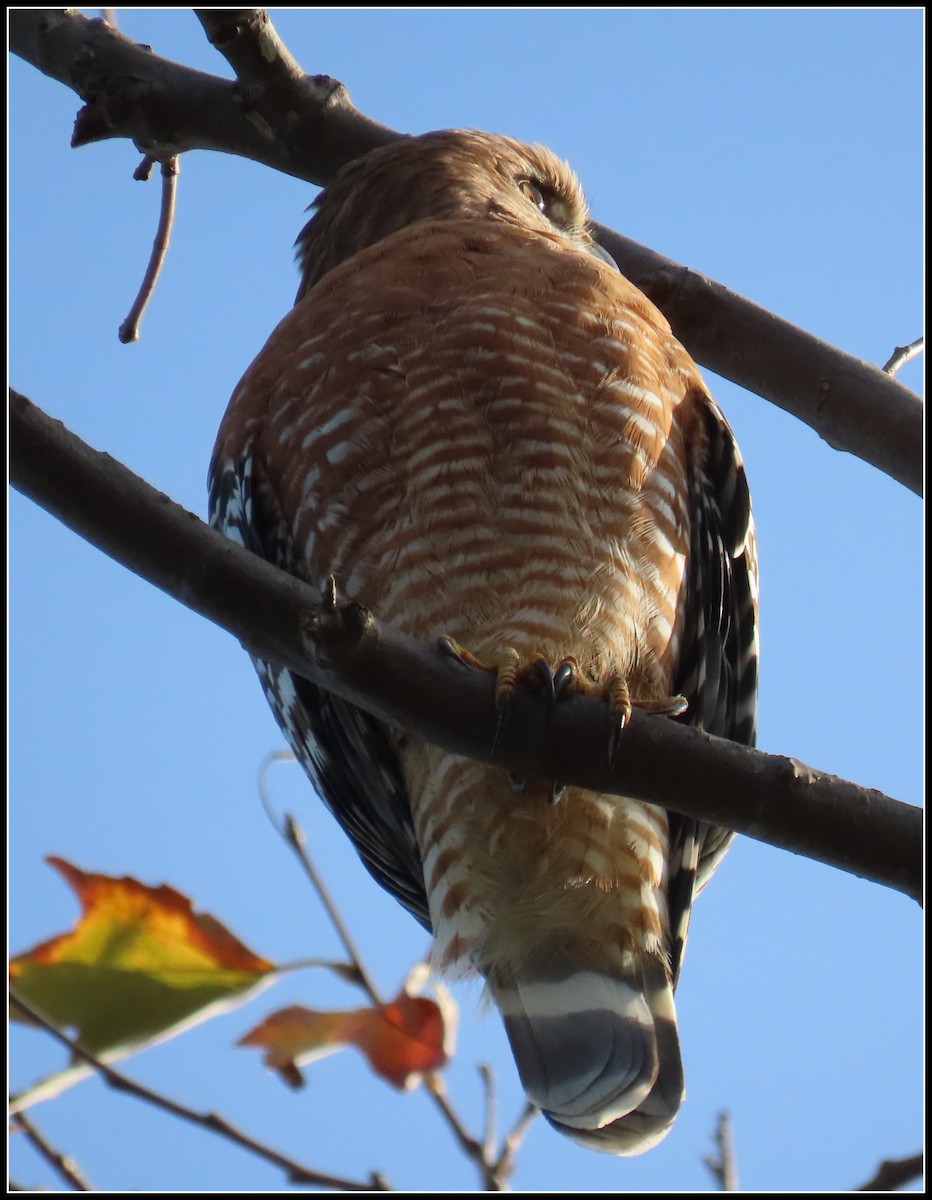 Red-shouldered Hawk - Peter Gordon