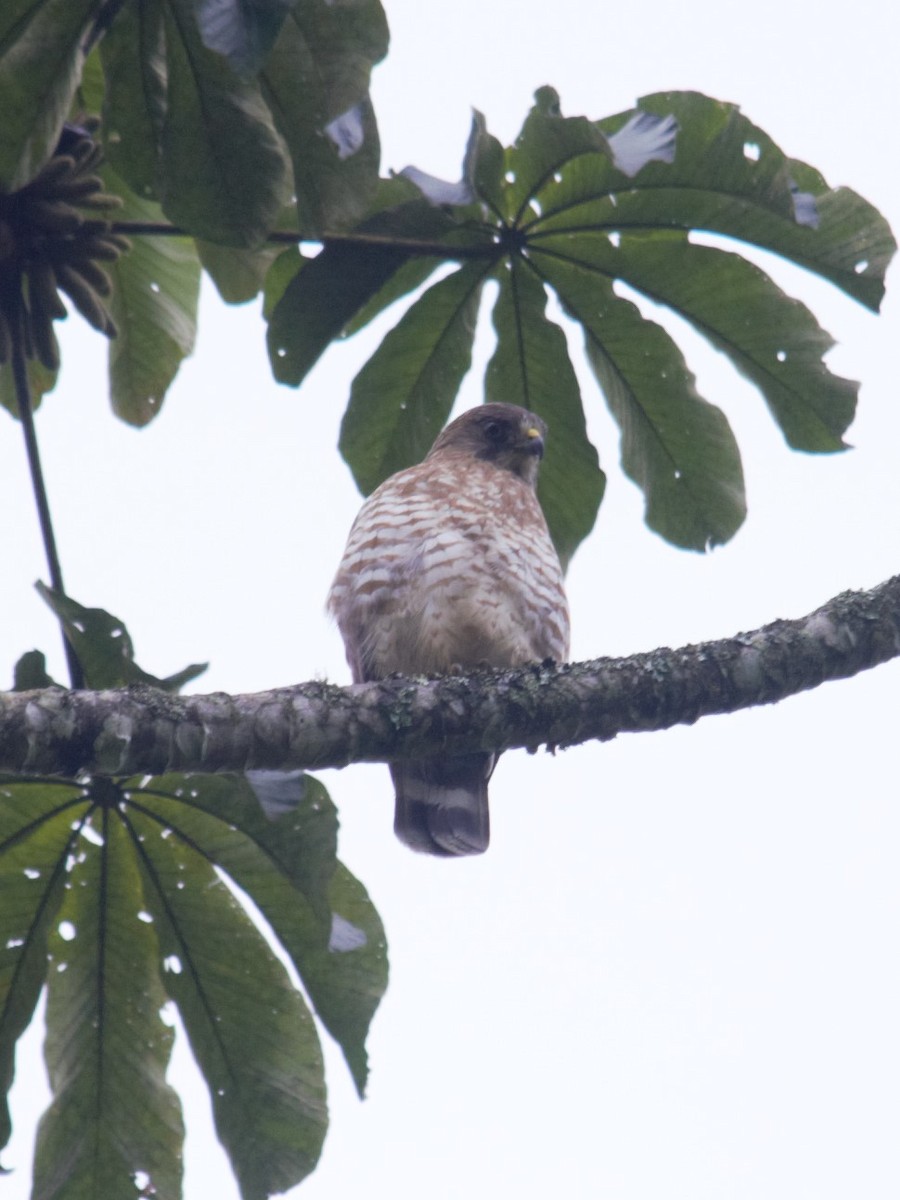 Broad-winged Hawk - ML393372791