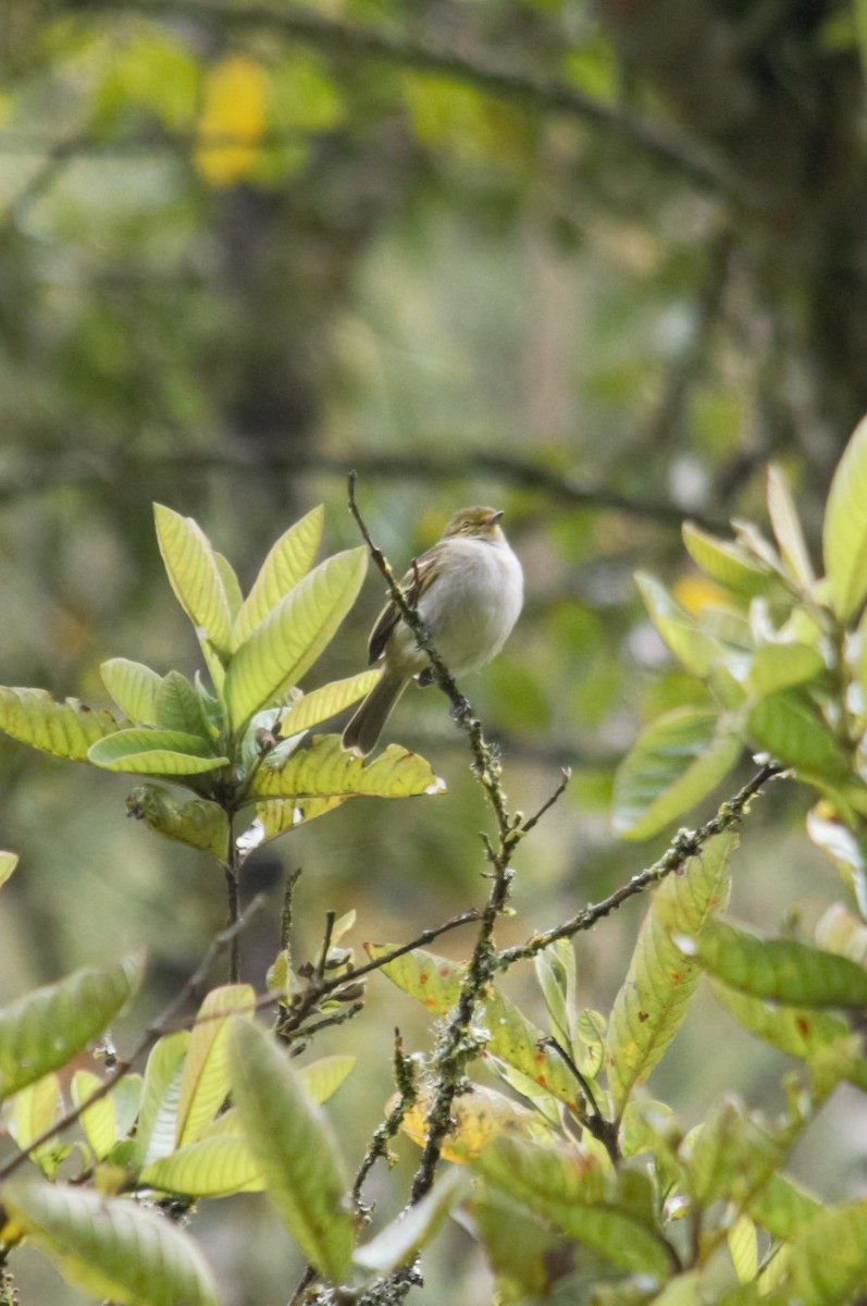 Golden-faced Tyrannulet - ML393373091